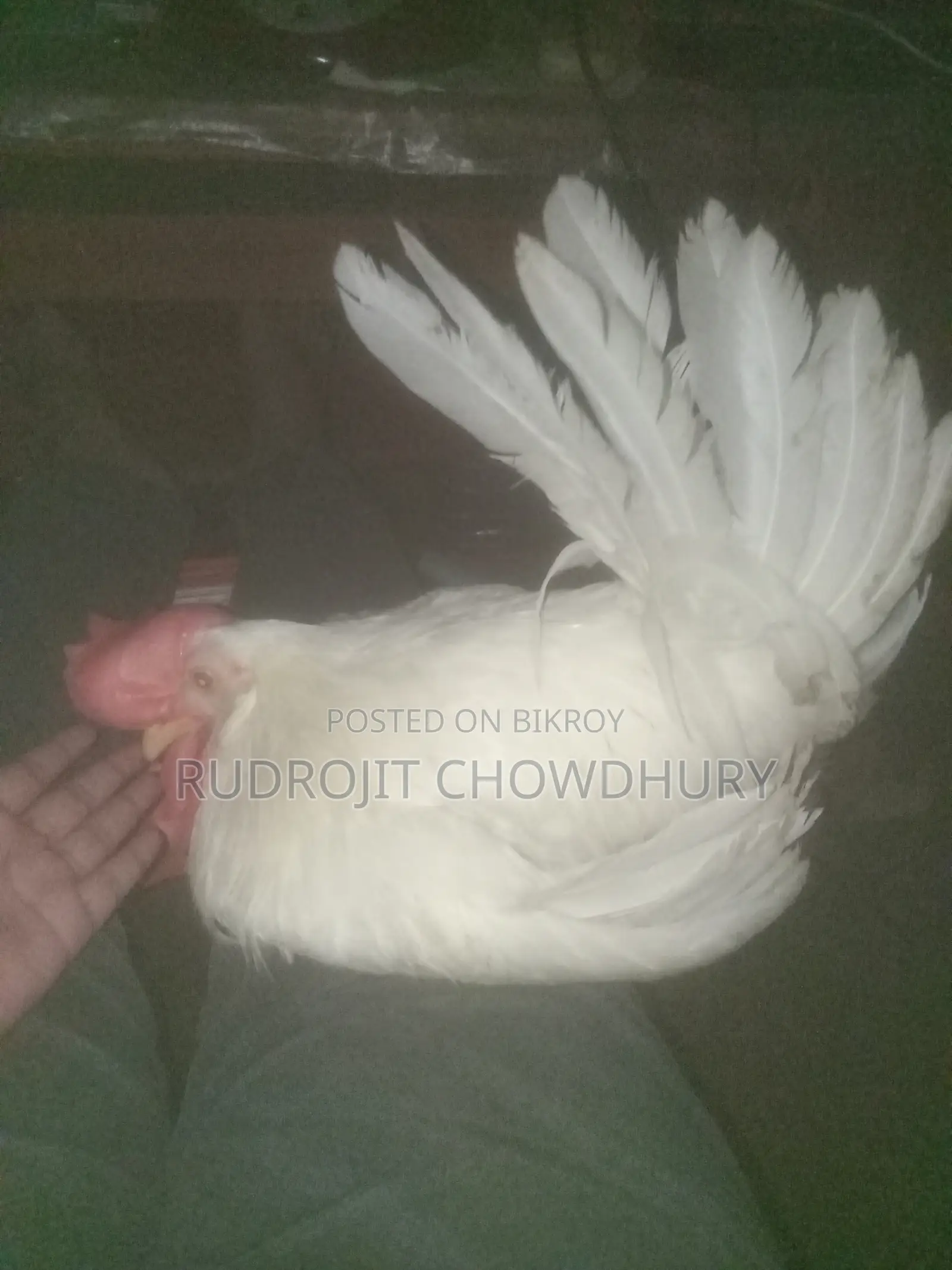 হোয়াইট লেগ হর্ন