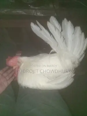 হোয়াইট লেগ হর্ন