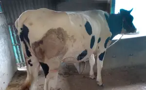 Cow No. 1292 Improved Breed for Sale.