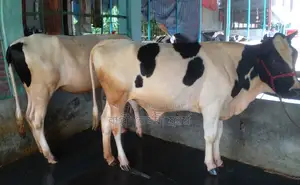 ১২৯৩ নং উন্নত জাতের বকনা বিক্রয় হবে ।