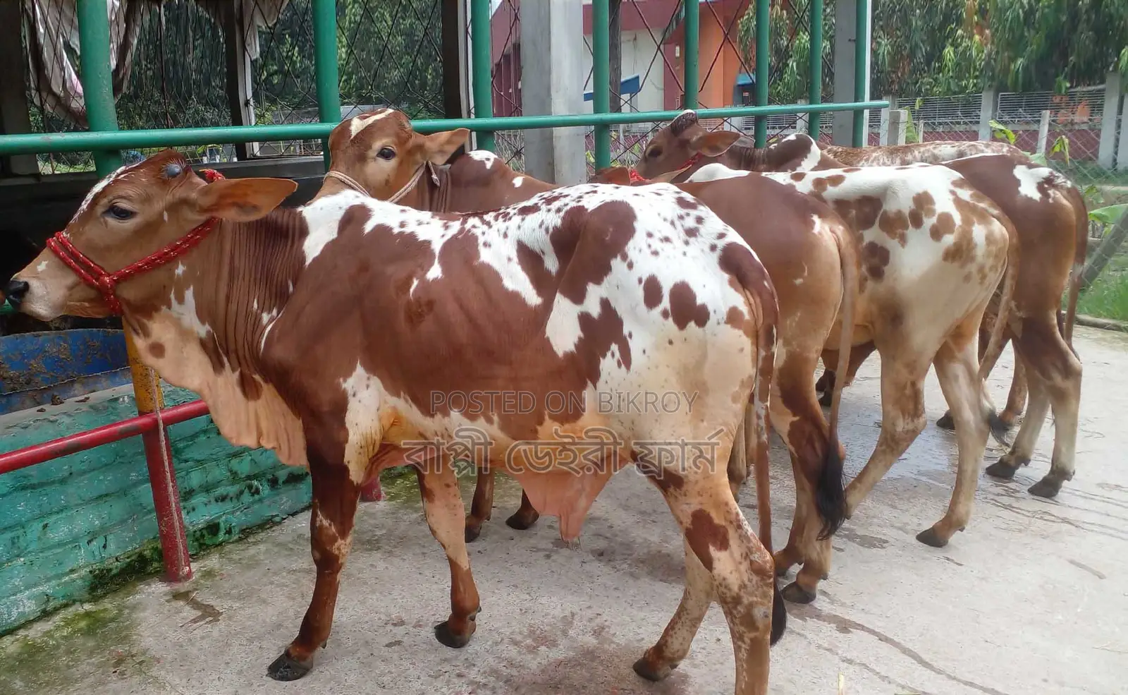 ১২৯৪ বাছাইকৃত ৫টি এড়ে ষাঁড় বাছুর বিক্রয় হবে।