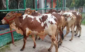 ১২৯৪ বাছাইকৃত ৫টি এড়ে ষাঁড় বাছুর বিক্রয় হবে।