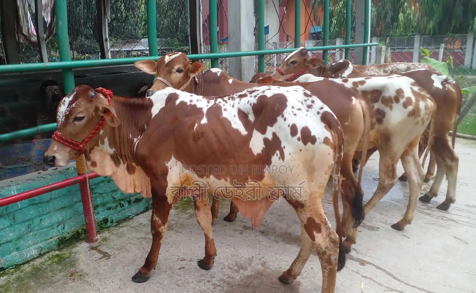 ১২৯৪ বাছাইকৃত ৫টি এড়ে ষাঁড় বাছুর বিক্রয় হবে।
