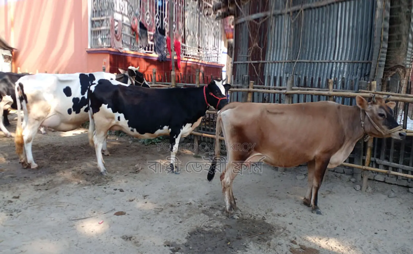 1295 High-Quality 3 Cows for Sale.
