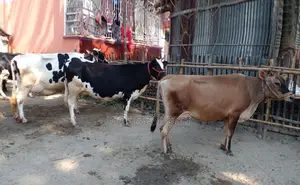 1295 High-Quality 3 Cows for Sale.