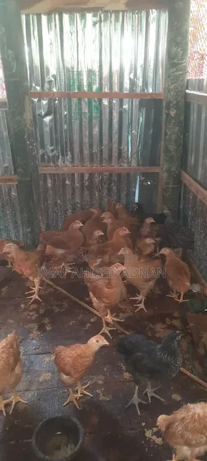 টাইগার মোরগ ২ মাস