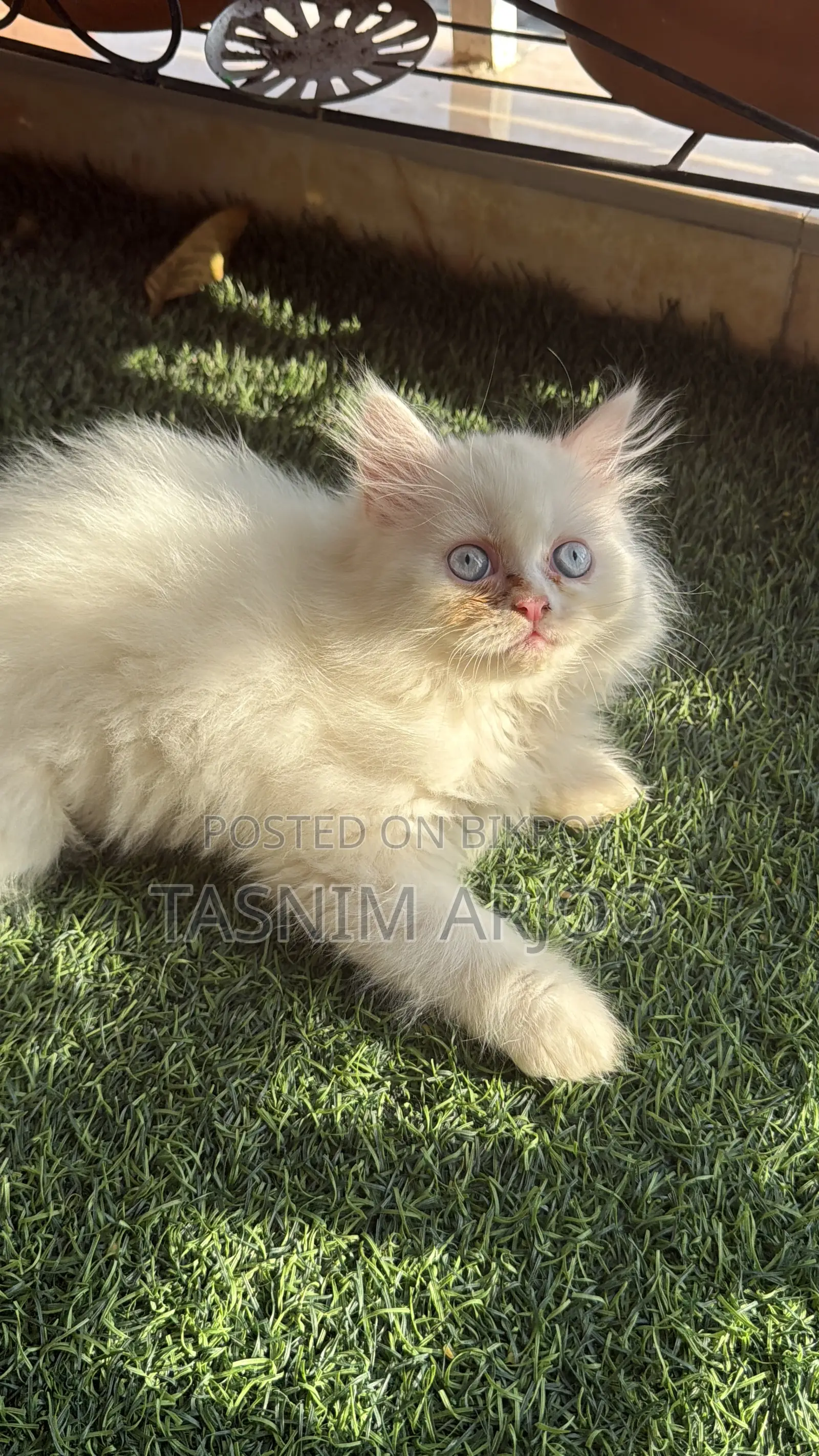1-3 Months Female Purebred Persian