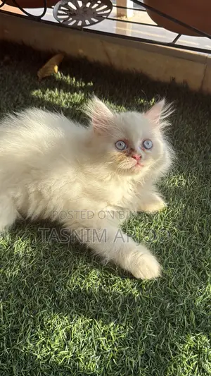 1-3 Months Female Purebred Persian