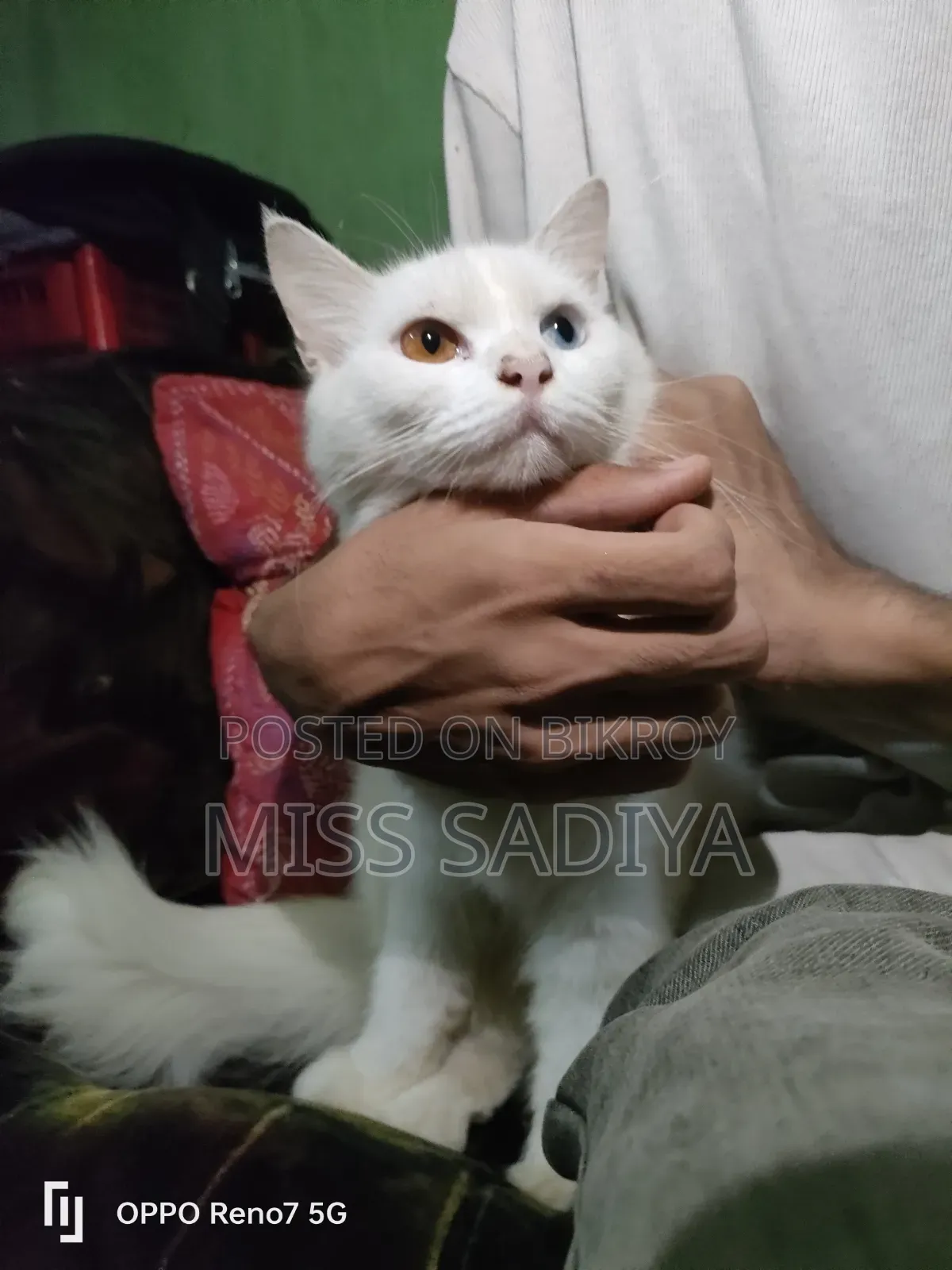 6-12 Months Female Purebred Persian
