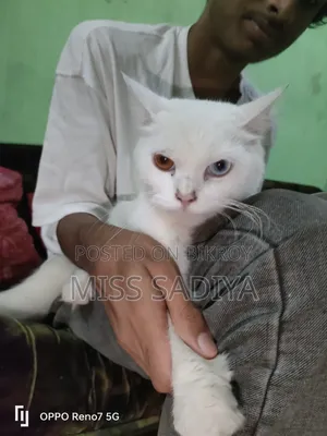 6-12 Months Female Purebred Persian