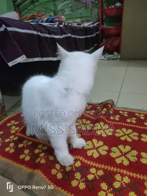 6-12 Months Female Purebred Persian