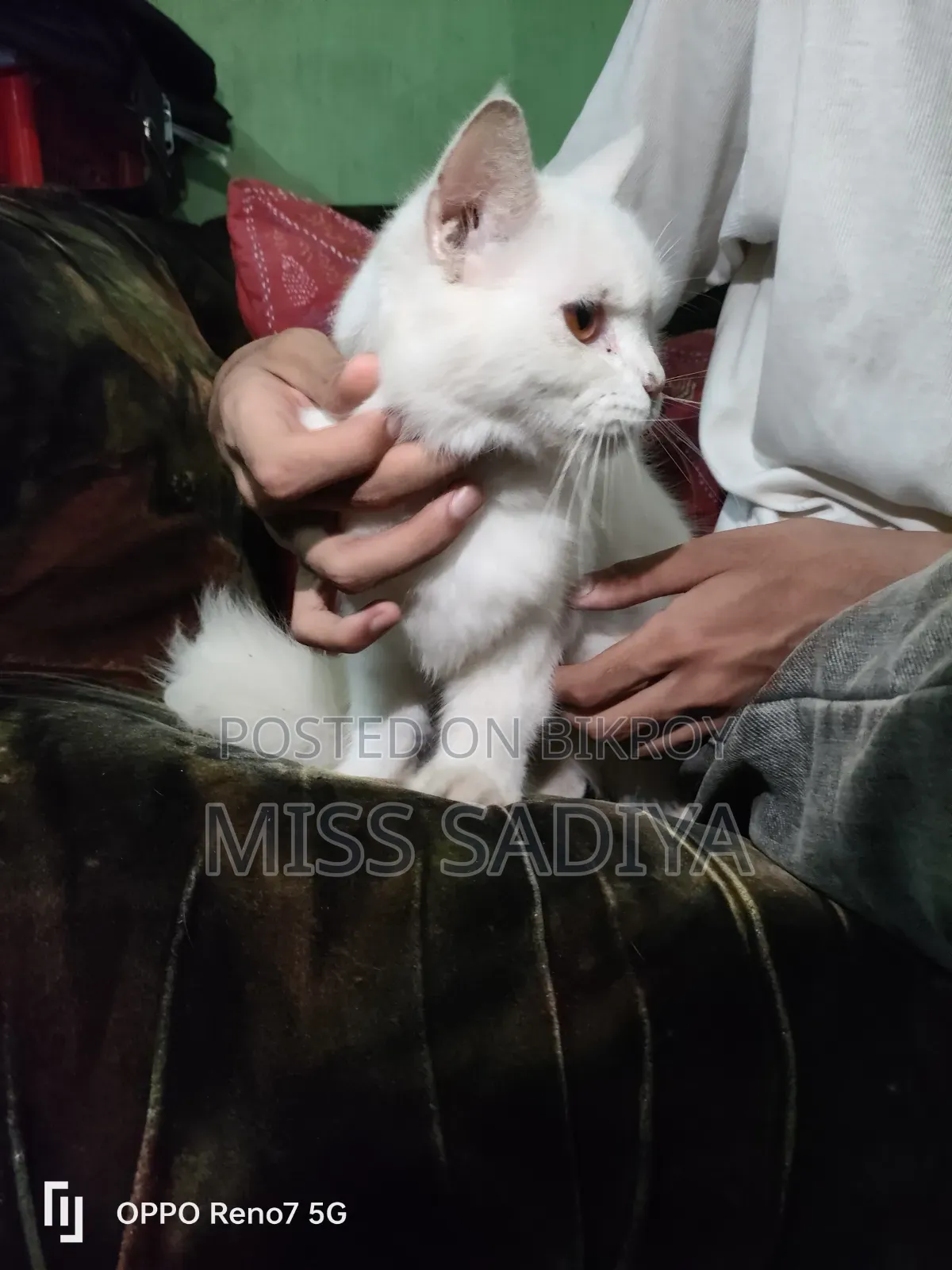 6-12 Months Female Purebred Persian