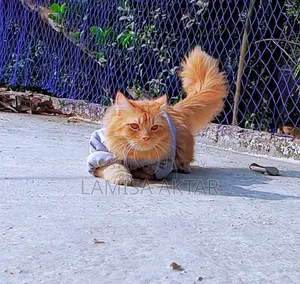 6-12 Months Male Purebred Persian