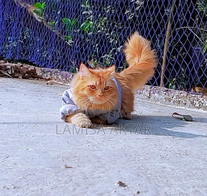 6-12 Months Male Purebred Persian