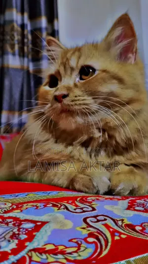 6-12 Months Male Purebred Persian