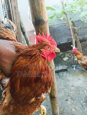 বড় সাইজের মোরগ বিক্রি হবে