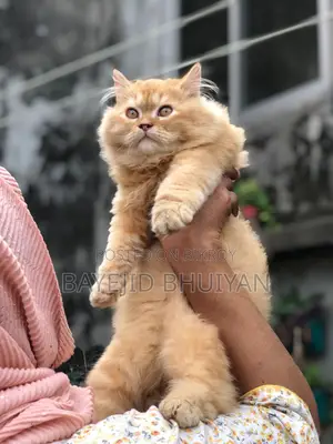 6-12 Months Male Purebred Persian