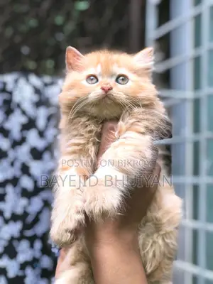 6-12 Months Male Purebred Persian