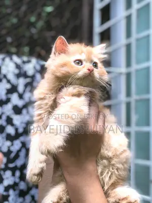 6-12 Months Male Purebred Persian