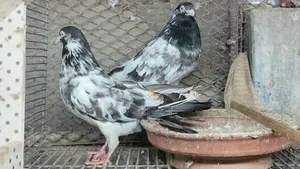 Pakistan Teddy, Kamagar Kobutor Master Pair