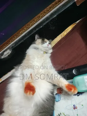 6-12 Months Female Purebred Persian