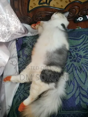 6-12 Months Female Purebred Persian