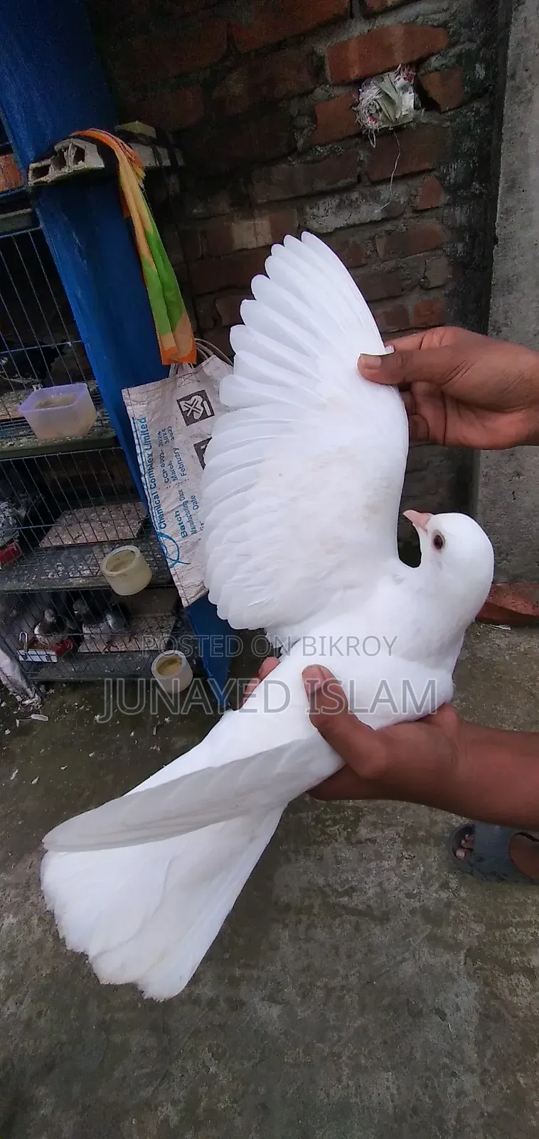 "Urgent Sale: White Homer 3 Por.High Flyer Line, 100% Ok