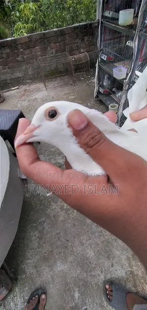 "Urgent Sale: White Homer 3 Por.High Flyer Line, 100% Ok