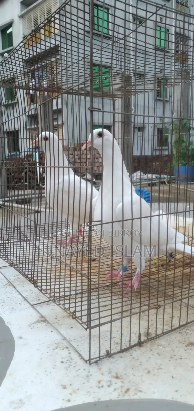 "Urgent Sale: White Homer 3 Por.High Flyer Line, 100% Ok
