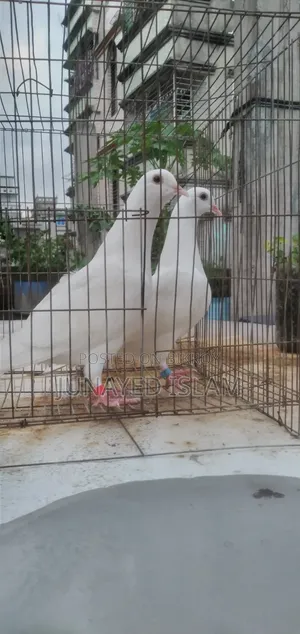 "Urgent Sale: White Homer 3 Por.High Flyer Line, 100% Ok