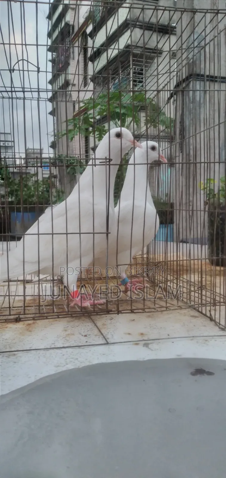 "Urgent Sale: White Homer 3 Por.High Flyer Line, 100% Ok