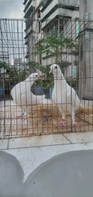 "Urgent Sale: White Homer 3 Por.High Flyer Line, 100% Ok