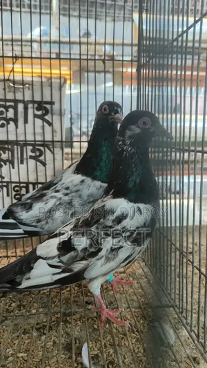 Pakistan Teddy, Kamagar Kobutor Master Pair