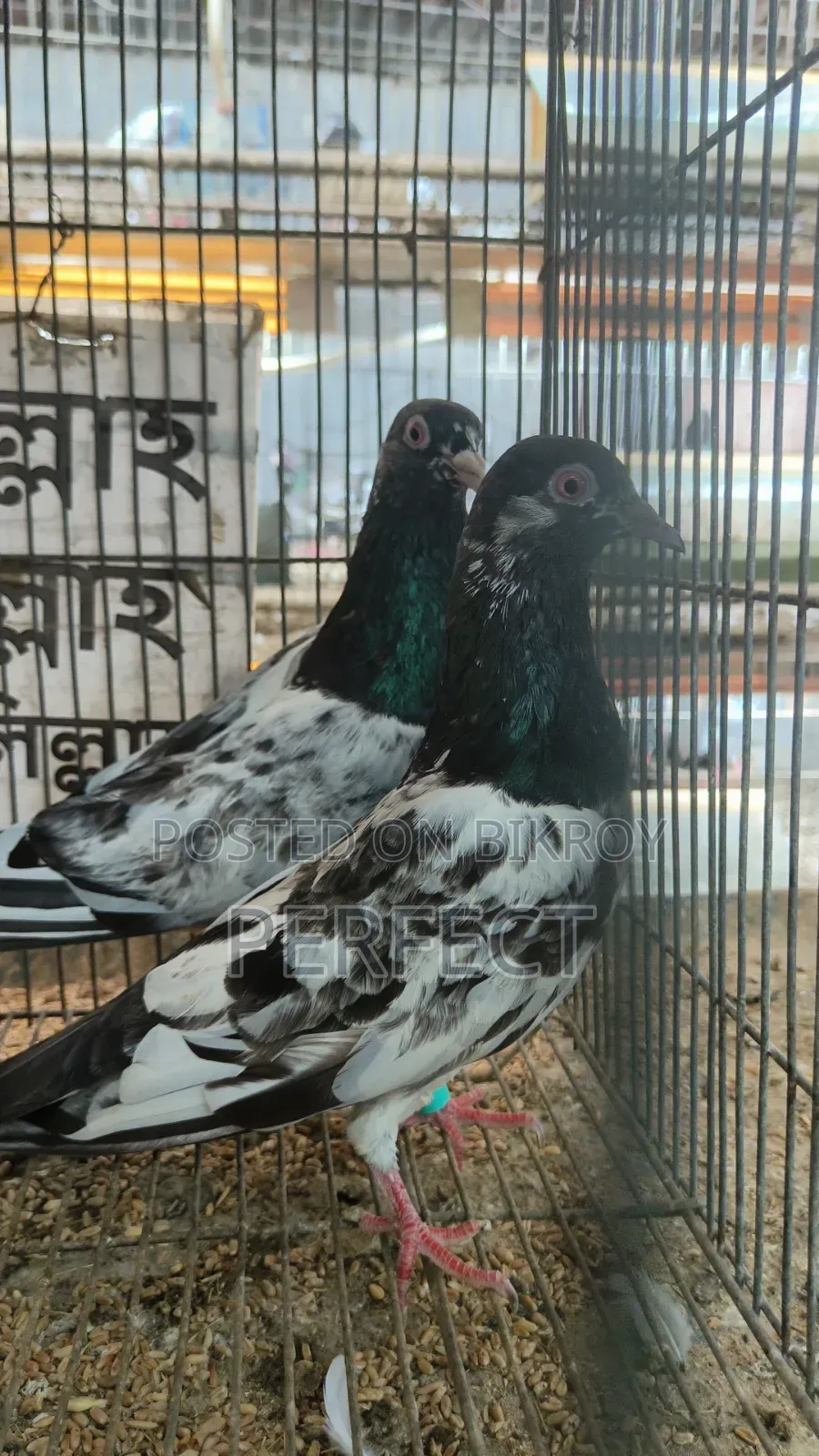 Pakistan Teddy, Kamagar Kobutor Master Pair