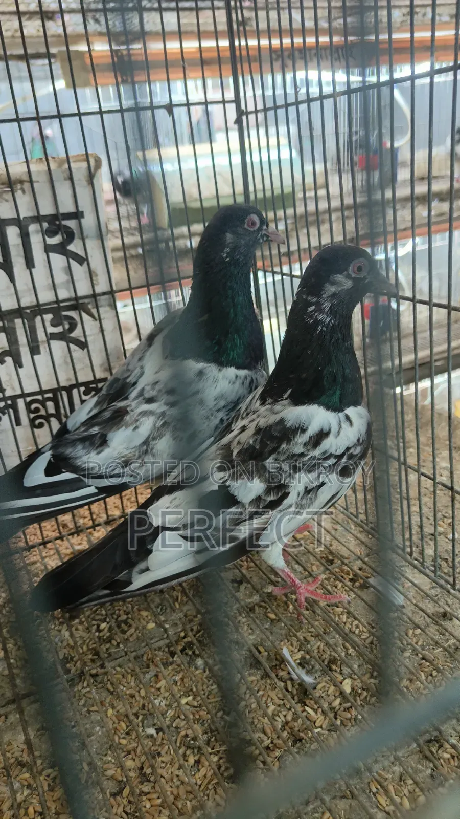 Pakistan Teddy, Kamagar Kobutor Master Pair