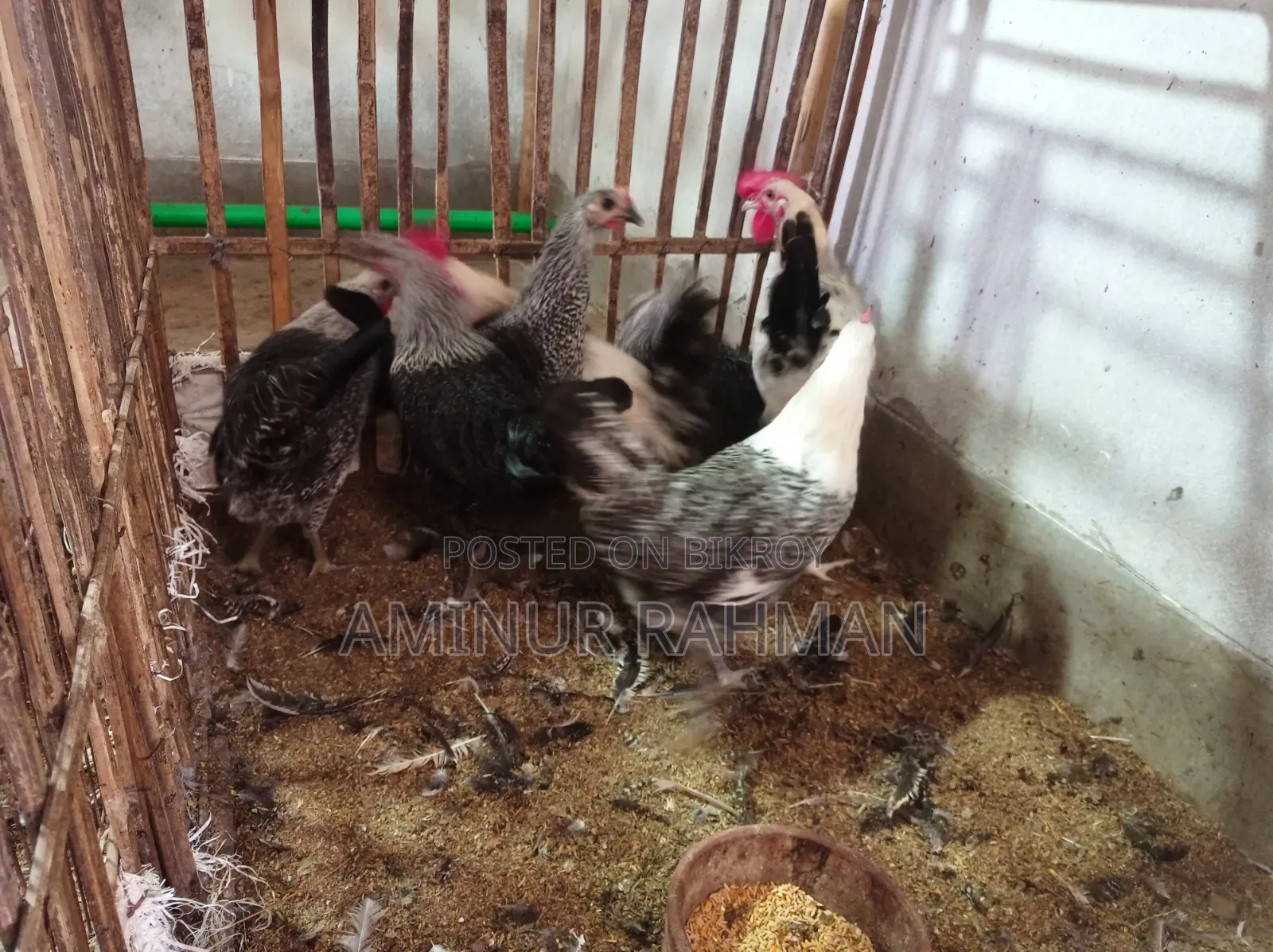 Running Fayoumi and Sonali cross chickens, Kadaknath, Pheasant