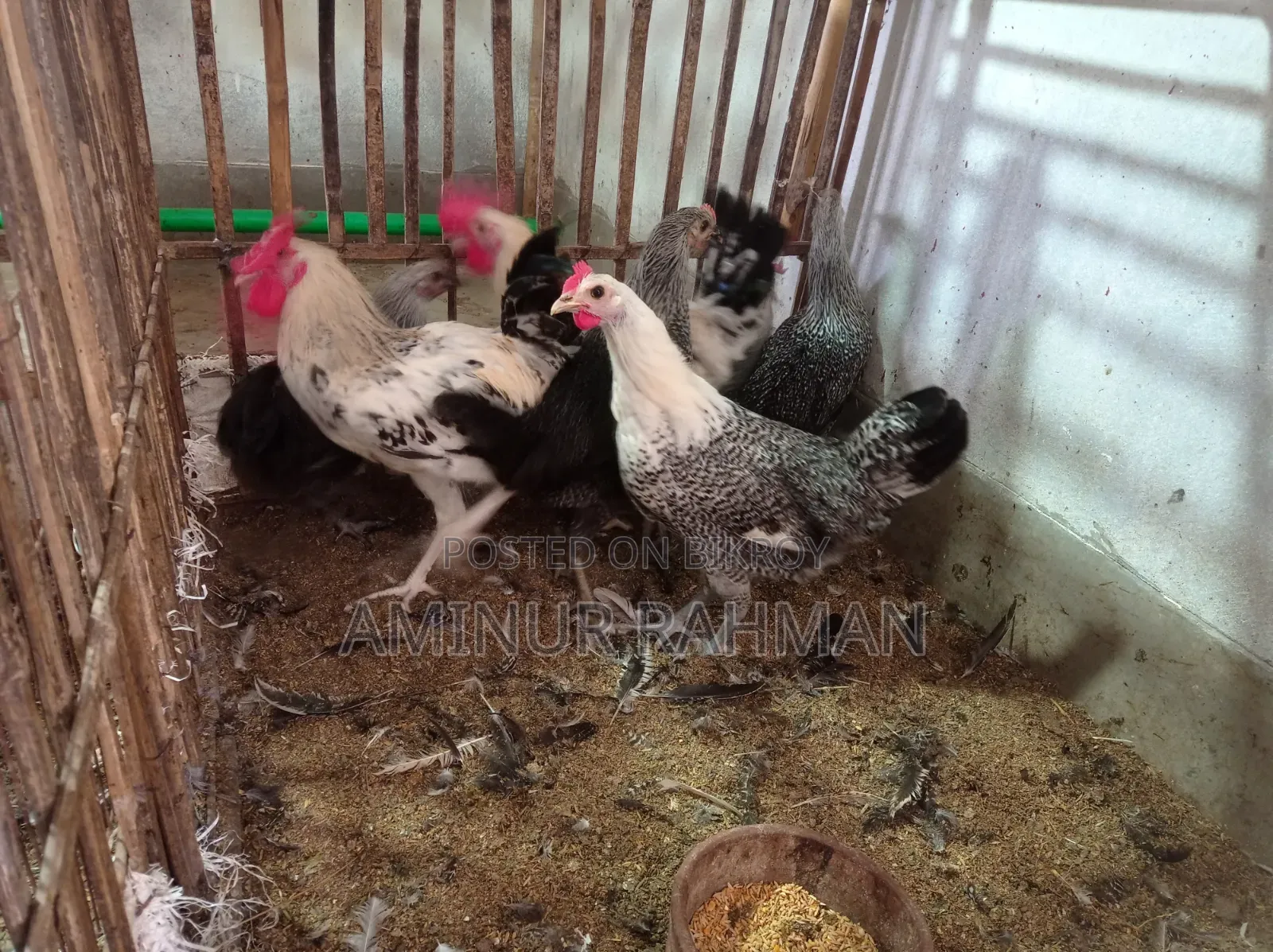 Running Fayoumi and Sonali cross chickens, Kadaknath, Pheasant