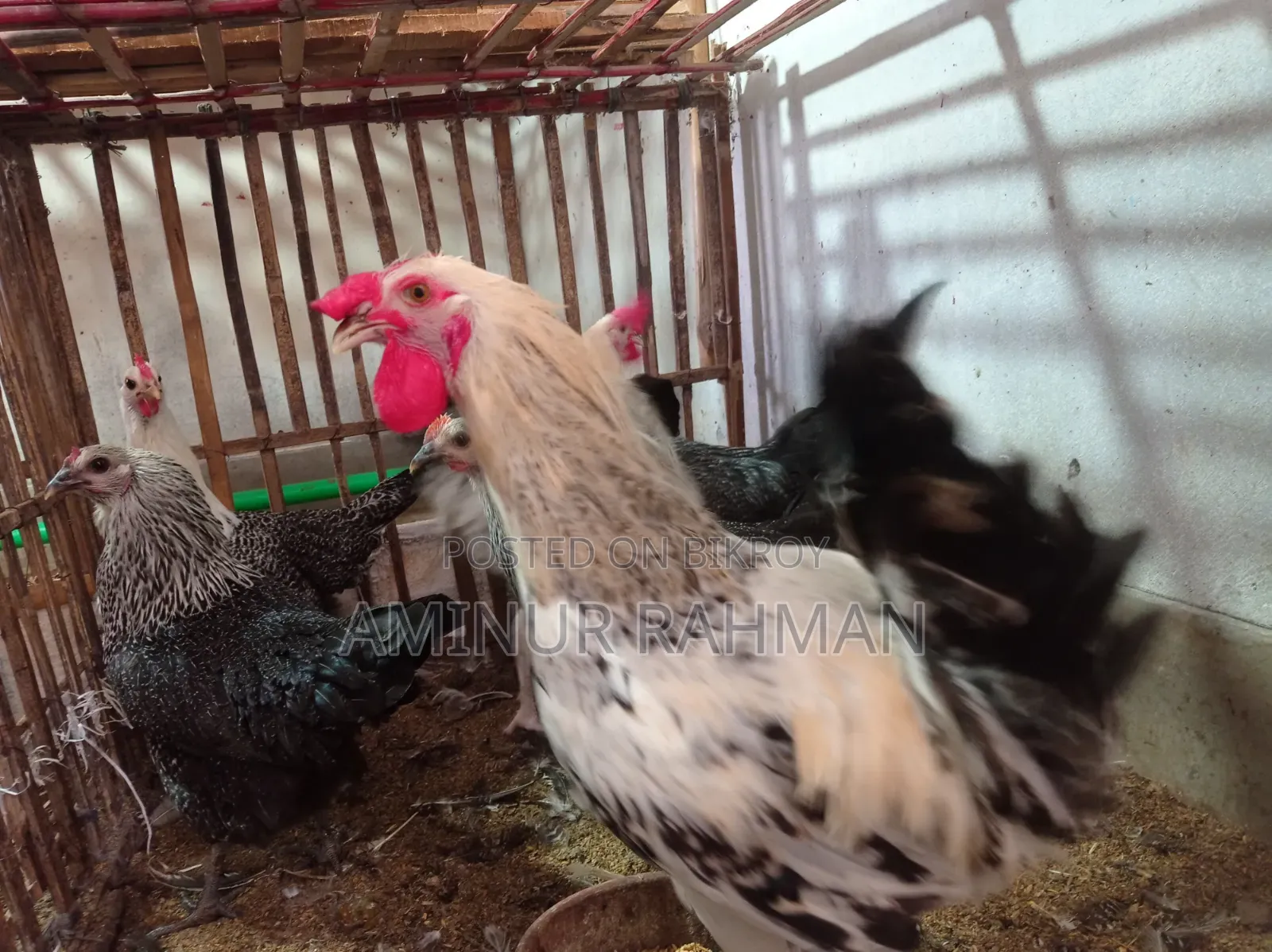 Running Fayoumi and Sonali cross chickens, Kadaknath, Pheasant