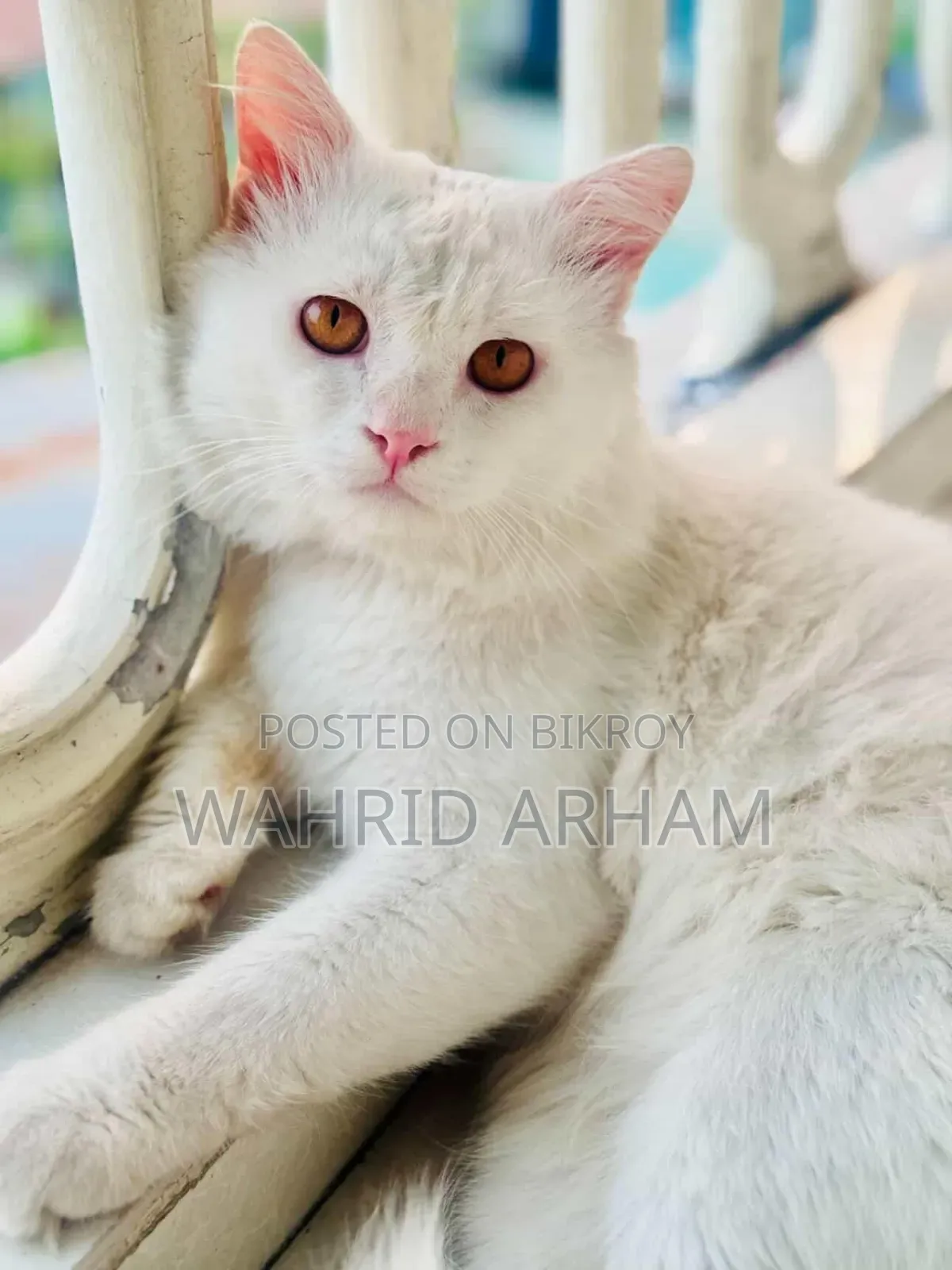 6-12 Months Male Purebred Persian