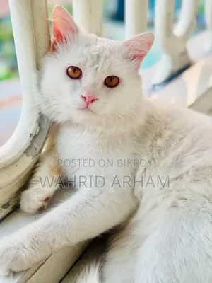 6-12 Months Male Purebred Persian