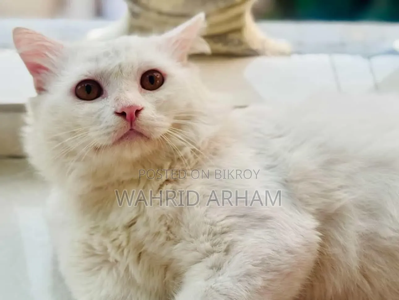 6-12 Months Male Purebred Persian