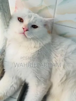 6-12 Months Male Purebred Persian