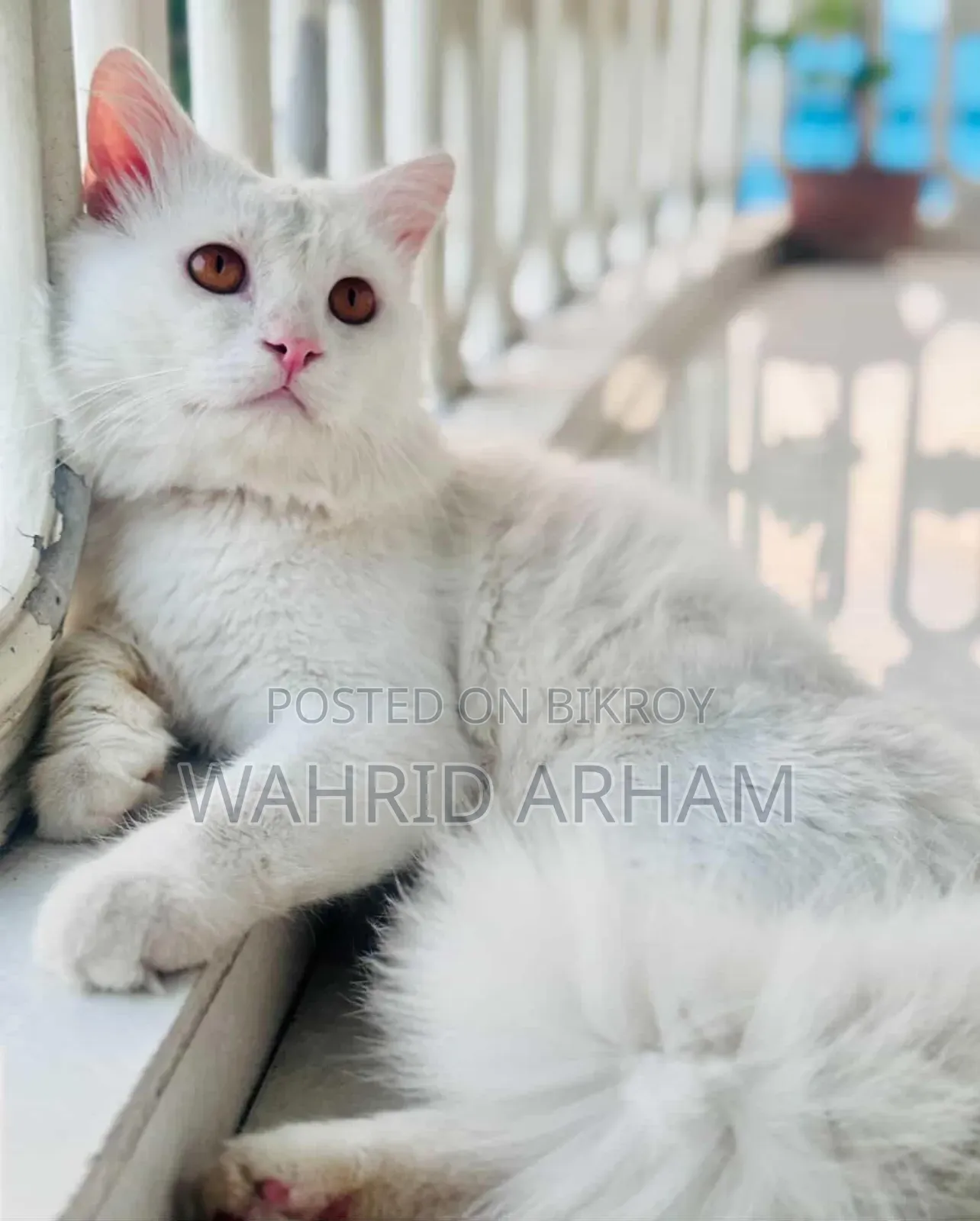 6-12 Months Male Purebred Persian
