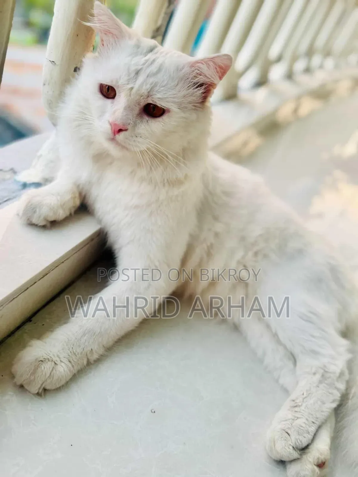 6-12 Months Male Purebred Persian