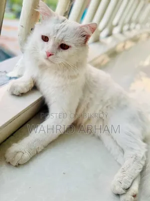 6-12 Months Male Purebred Persian