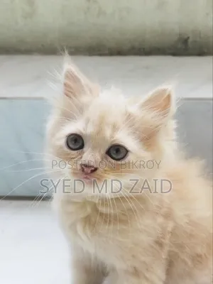 1+ Year Female Purebred Persian