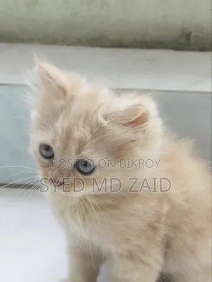 1+ Year Female Purebred Persian