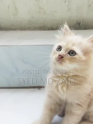 1+ Year Female Purebred Persian