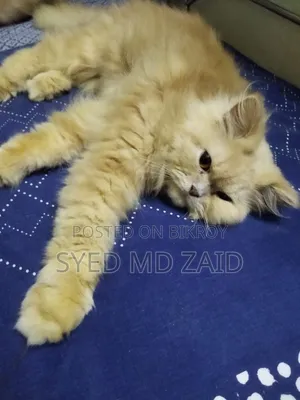 1+ Year Female Purebred Persian