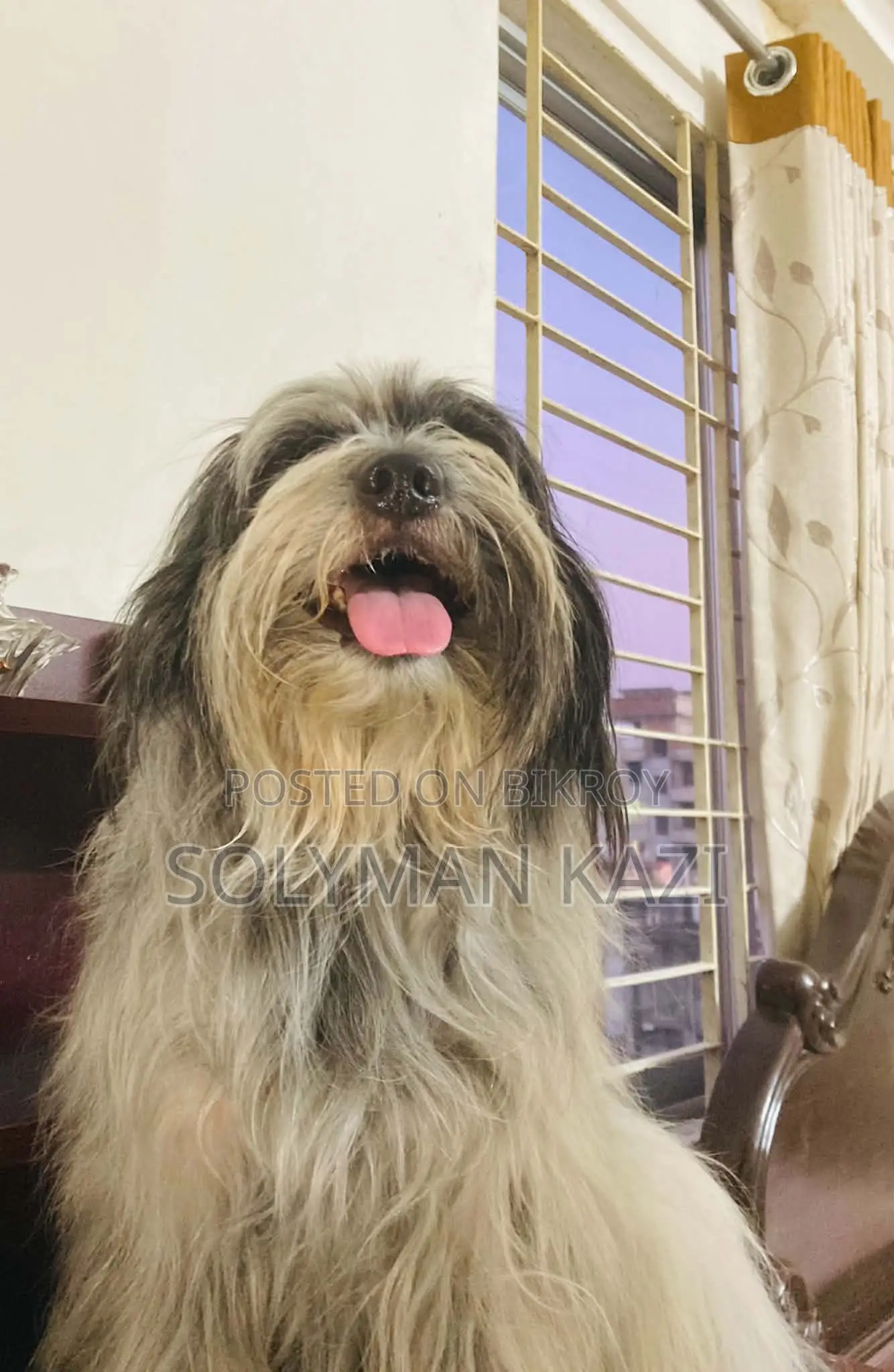 1+ Year Male Purebred Lhasa Apso